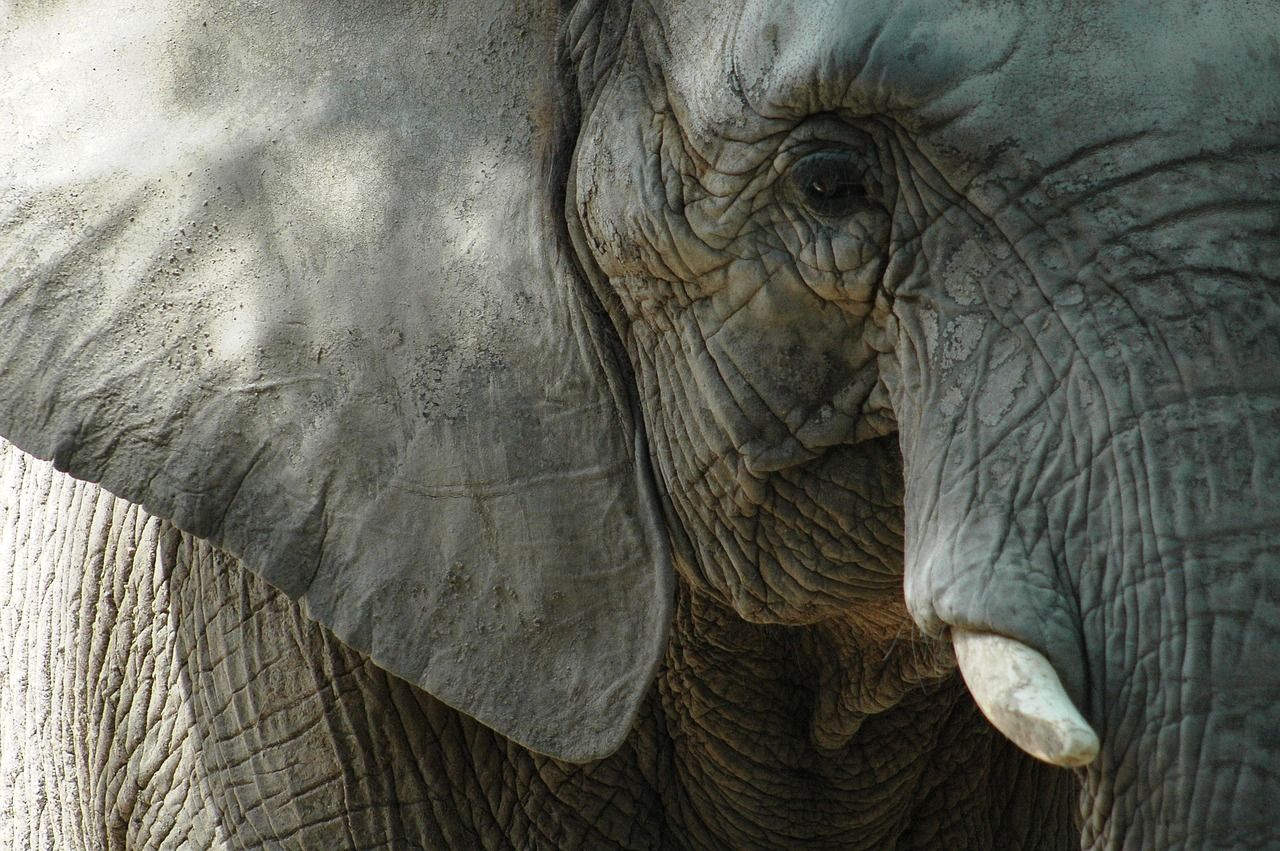 découvrez comment vivre l'aventure d'un safari inoubliable tout en respectant votre budget. astuces, destinations abordables et conseils pour un voyage accessible et riche en émotions.