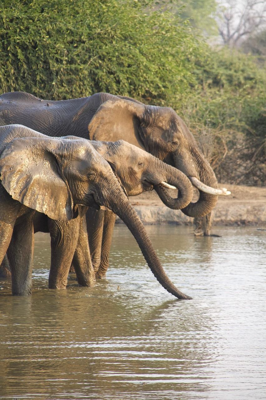 Safari en Afrique : quel budget prévoir pour un voyage en 2025 ?