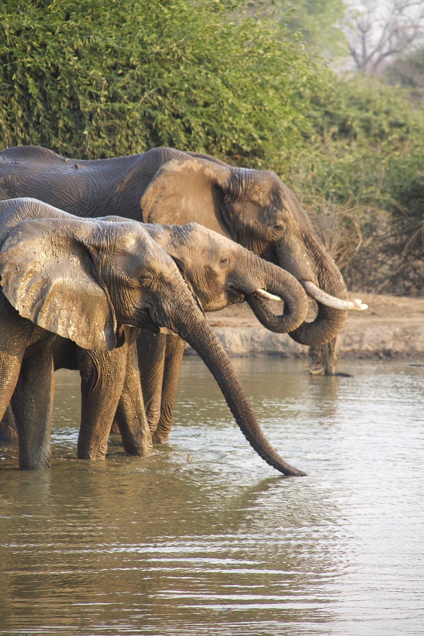 Safari en Afrique : quel budget prévoir pour un voyage en 2025 ?