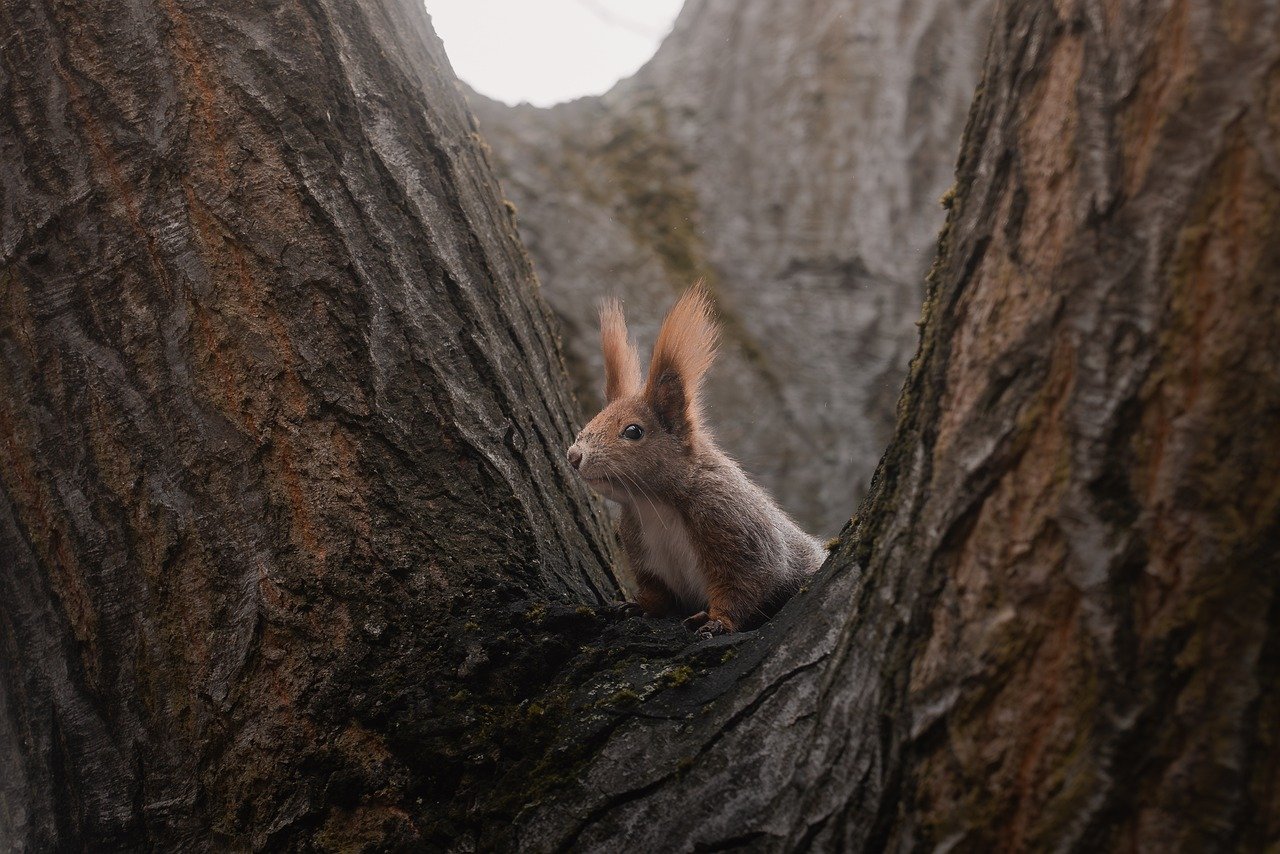 Comment observer la faune sauvage en respectant l’environnement ?