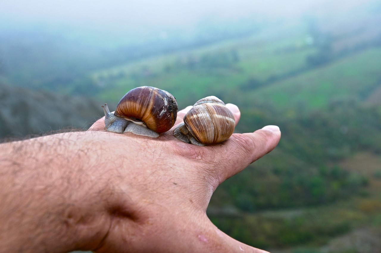 découvrez le slow travel : une façon de voyager autrement, en prenant le temps d’explorer chaque destination, pour vivre des expériences authentiques, respectueuses de l’environnement et enrichissantes.