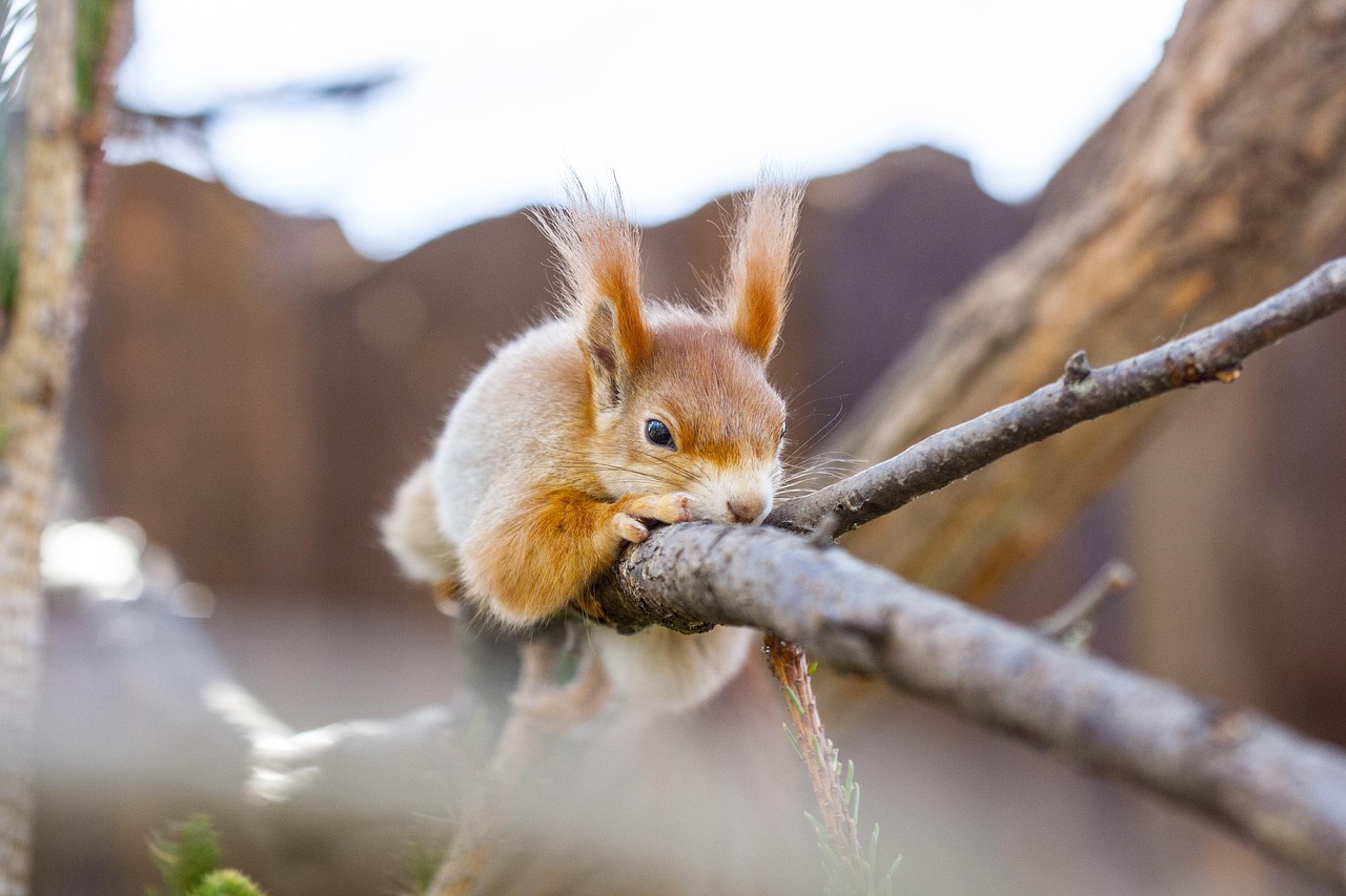 découvrez des conseils et des techniques pour l'observation de la faune : apprenez à repérer les animaux dans leur habitat naturel et à profiter pleinement de votre expérience en pleine nature.