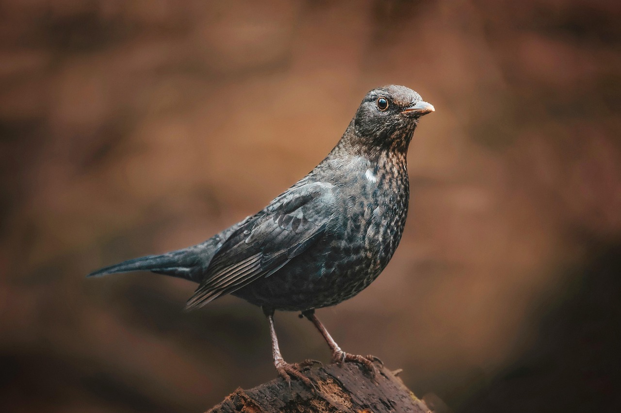 découvrez les meilleures pratiques et conseils pour l'observation de la faune sauvage. apprenez à repérer différents animaux dans leur habitat naturel tout en respectant l'environnement.